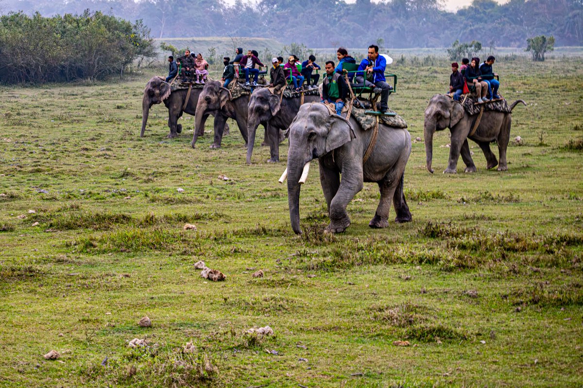 DeyMritunjoy99's tweet photo. Locals fear Kaziranga will be destroyed, local livelihoods sidelined if luxury tourism expands.

End night-time police intimidation and drone surveillance of Adivasi women and their homes @AssamPolice

#SaveKaziranga #SaveNortheast https://t.co/izKCPwQjc6