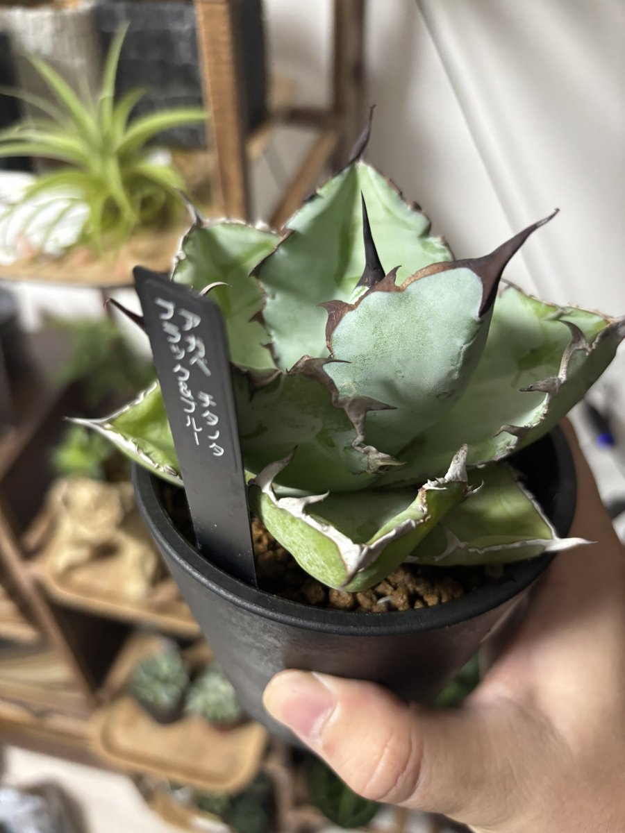 TakeYou4252's tweet photo. 植え替え用の土買いにホムセン行ってたんだけど、前から気になってたアガベが新しく入ってたからつい買ってしまった

かっこよ

ほんとはいったばっかっぽいね

このまま上手く育ててあげたいなー https://t.co/qBI93BSb9r