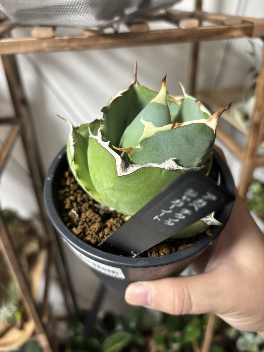 TakeYou4252's tweet photo. 植え替え用の土買いにホムセン行ってたんだけど、前から気になってたアガベが新しく入ってたからつい買ってしまった

かっこよ

ほんとはいったばっかっぽいね

このまま上手く育ててあげたいなー https://t.co/qBI93BSb9r