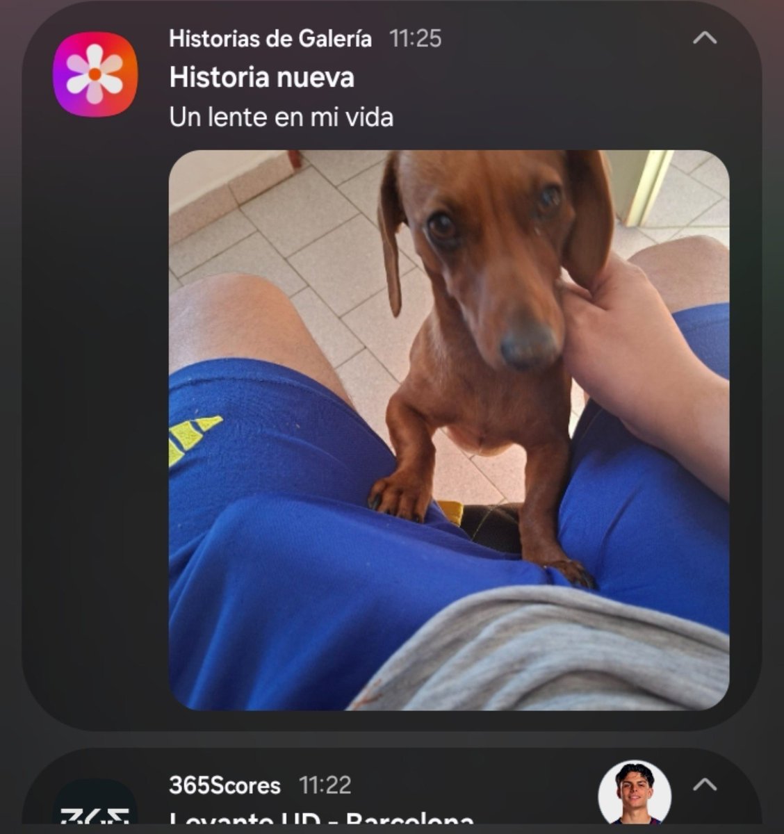 Valentologo's tweet photo. Cuando estás teniendo un dia de mierda y la galería te recuerda una foto de tu perro muerto https://t.co/aIjqDQcFhQ