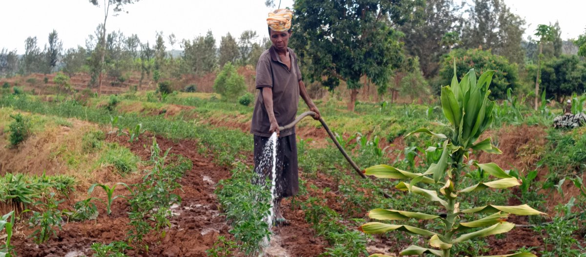 etiennexpert's tweet photo. 🌶️ A chilli field taught me something about irrigation.

At first glance, these photos look simple: a farmer, a hose, a canal, and a field of chilli plants.

But behind that scene is a bigger story.

A chilli plant does not ask for water only when the farmer has time to irrigate. It needs water when the crop needs it.

I watched the water move from the irrigation canal to the field, and I thought about how irrigation can change the story of a farmer.

Without reliable water, even good land and good farming practices can struggle. With well-managed irrigation, farmers have a better chance to maintain crop growth, flowering, fruit development and ultimately yield.

But irrigation is not simply “give the crop more water.”

It is about asking:

💧 When should I irrigate?
🌱 How much water does the crop need?
🌶️ Is the soil holding enough moisture?
🌦️ What is the weather telling me?
🚰 Am I using water efficiently?

For me, this field was a reminder that water management is crop management.

And as climate variability continues to challenge agriculture, investing in efficient irrigation systems and good water-management practices will become increasingly important for sustainable horticulture.

Every drop has a purpose. Every irrigation decision matters. 🌱💧

#Irrigation #Chilli #Horticulture #Agriculture #yefemerwandaltd #greenharvestinitiative