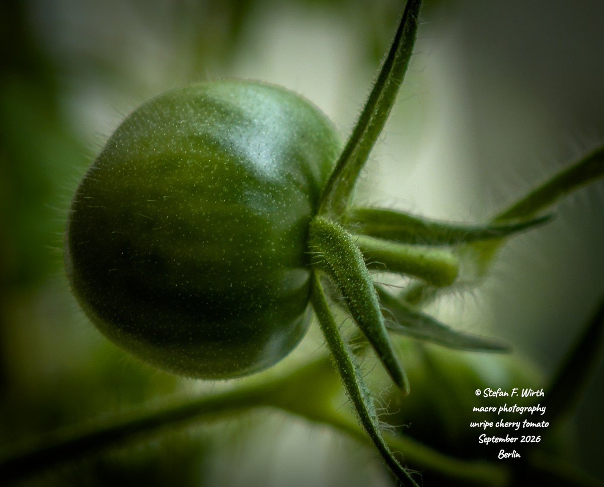 wirthstef's tweet photo. New research findings indicate a link between #tomato-derived #lycopene and #enhanced #brainfunction in #human test persons.
According to R. LΓ³pez-SolΓs et al. (2026), healthy adult test persons who consumed #tomatopaste daily in a defined time period demonstrated improved #cognitivebrainfunction. A randomized, two-phase #crossoverstudy was conducted involving 47 persons aged 40β55. Assessments included validated #neuropsychological tests (d2-R, Face-Name Associative Memory Exam, Modified Wisconsin Card Sorting Test), measurements of #plasmalycopene and brain-derived #neurotrophicfactor (#BDNF), and resting-state functional magnetic resonance imaging (#fMRI). #Selectiveattention and #associativememory improved; additionally, plasma BDNF levels rose, and positive changes in brain #networkactivity were observed.
Consequently, the authors suggest that tomato consumption can enhance cognitive performance.
This relationship is explained by the hypothesis that lycopene from tomatoes crosses the #bloodbrainbarrier and exerts its effect as a potent #antioxidant within the brain. One neurotrophic effect of this process is an increase in BDNF concentration. BDNF is a #protein belonging to the neurotrophin family that supports #neuroprotection, #synapticplasticity, and #neurogenesis; among other things, it promotes gene expression associated with new synapses and #neuronallearning.
The direct physiological link between tomato-derived lycopene and improved cognitive performance remains not yet fully understood. However, since lycopene reduces #oxidativestress, and oxidative stress is known to inhibit BDNF production, it is reasonable to assume that the cellular environment improved by lycopene fosters higher levels of BDNF synthesis.
Lycene thus acts as a biochemical shield and #modulator, apparently enabling the body's own BDNF-TrkB signaling cascade to function more efficiently.
Β© #StefanFWirth, September 2026, Berlin
please buy me a coffee to support my freelance science communication and illustration efforts:
ko-fi πlink in my first comment
reference:
R. LΓ³pez-SolΓs et al. (2026):
DOI:10.3390/antiox15050644
πlink in my first comment
#photo:
#macrophotography of one of my still-unripe cherry tomatoes, Β© Stefan F. Wirth, September 2026, Berlin
#illustrations:
2+3) AI-assisted artistic still-lifes featuring a giant tomato, 4) chemical structure of lycopene arranged as a stilllife, based on my hand-drawn sketches and manually edited, Β© Stefan F. Wirth, September 2026, Berlin