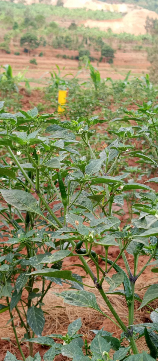 etiennexpert's tweet photo. 🌶️ A chilli field taught me something about irrigation.

At first glance, these photos look simple: a farmer, a hose, a canal, and a field of chilli plants.

But behind that scene is a bigger story.

A chilli plant does not ask for water only when the farmer has time to irrigate. It needs water when the crop needs it.

I watched the water move from the irrigation canal to the field, and I thought about how irrigation can change the story of a farmer.

Without reliable water, even good land and good farming practices can struggle. With well-managed irrigation, farmers have a better chance to maintain crop growth, flowering, fruit development and ultimately yield.

But irrigation is not simply “give the crop more water.”

It is about asking:

💧 When should I irrigate?
🌱 How much water does the crop need?
🌶️ Is the soil holding enough moisture?
🌦️ What is the weather telling me?
🚰 Am I using water efficiently?

For me, this field was a reminder that water management is crop management.

And as climate variability continues to challenge agriculture, investing in efficient irrigation systems and good water-management practices will become increasingly important for sustainable horticulture.

Every drop has a purpose. Every irrigation decision matters. 🌱💧

#Irrigation #Chilli #Horticulture #Agriculture #yefemerwandaltd #greenharvestinitiative