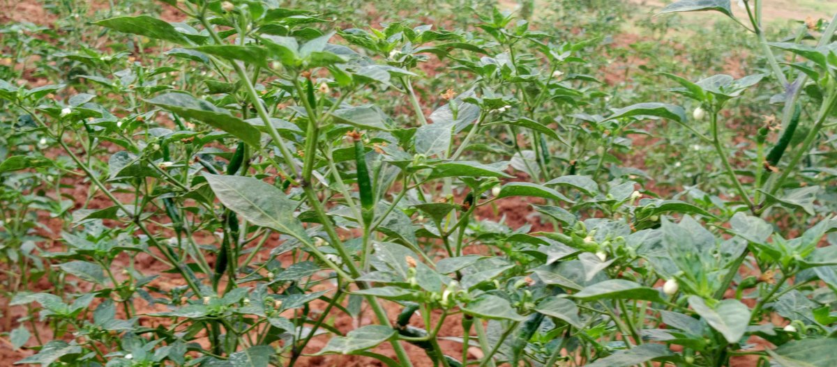 etiennexpert's tweet photo. 🌶️ A chilli field taught me something about irrigation.

At first glance, these photos look simple: a farmer, a hose, a canal, and a field of chilli plants.

But behind that scene is a bigger story.

A chilli plant does not ask for water only when the farmer has time to irrigate. It needs water when the crop needs it.

I watched the water move from the irrigation canal to the field, and I thought about how irrigation can change the story of a farmer.

Without reliable water, even good land and good farming practices can struggle. With well-managed irrigation, farmers have a better chance to maintain crop growth, flowering, fruit development and ultimately yield.

But irrigation is not simply “give the crop more water.”

It is about asking:

💧 When should I irrigate?
🌱 How much water does the crop need?
🌶️ Is the soil holding enough moisture?
🌦️ What is the weather telling me?
🚰 Am I using water efficiently?

For me, this field was a reminder that water management is crop management.

And as climate variability continues to challenge agriculture, investing in efficient irrigation systems and good water-management practices will become increasingly important for sustainable horticulture.

Every drop has a purpose. Every irrigation decision matters. 🌱💧

#Irrigation #Chilli #Horticulture #Agriculture #yefemerwandaltd #greenharvestinitiative