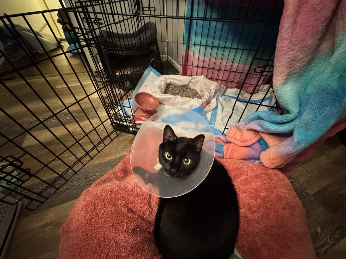 tovakiin's tweet photo. Baby’s really starting to get agitated in the kennel now that he’s starting to recover, so he got some extra long cuddle time this morning. https://t.co/ZEO7CY3sfE