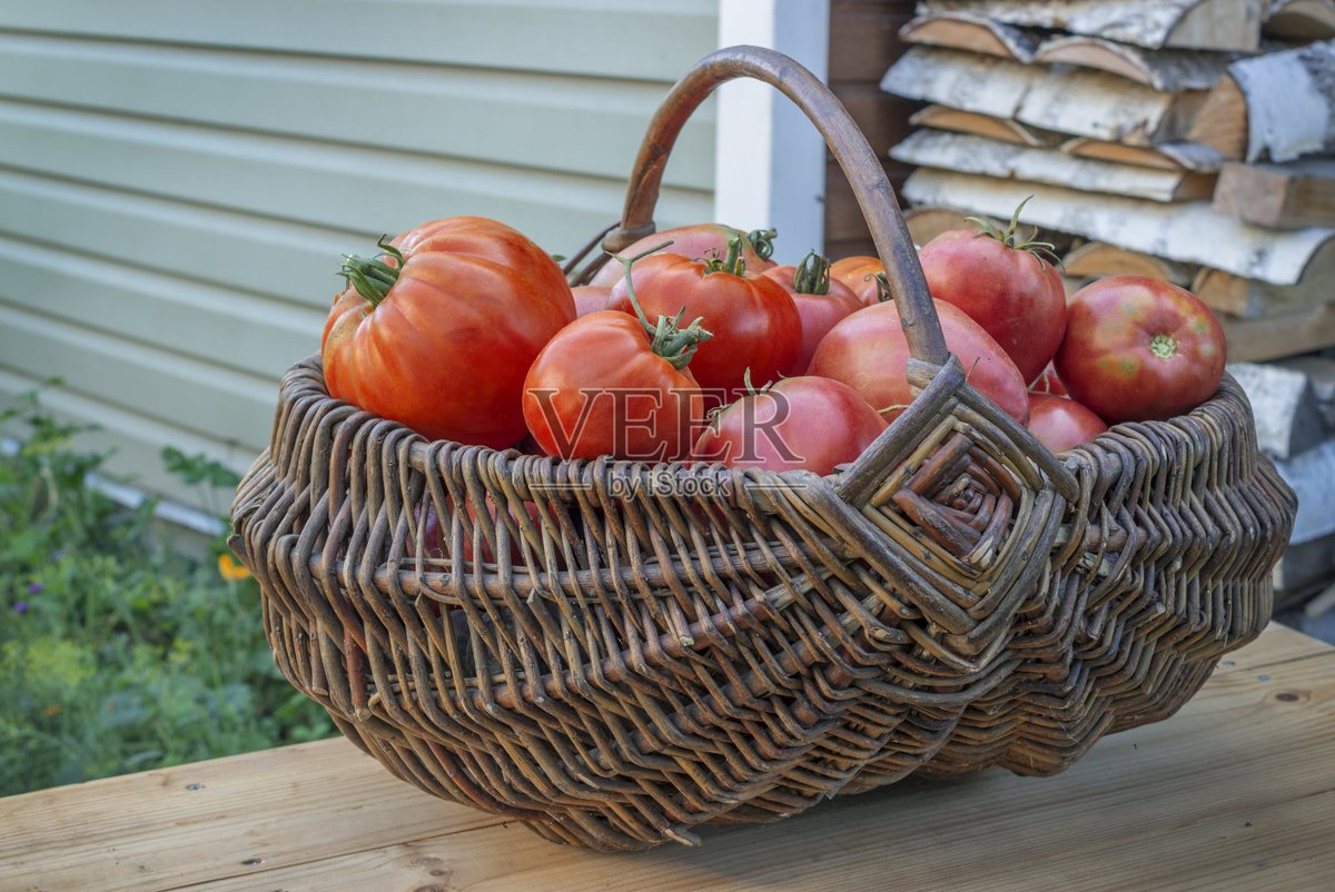 aling126918's tweet photo. Fresh, local tomatoes and basil just in for your summer pasta! Grab them now at our neighborhood market—full of flavor, zero unnecessary fuss. https://t.co/T7QEIgYWDW