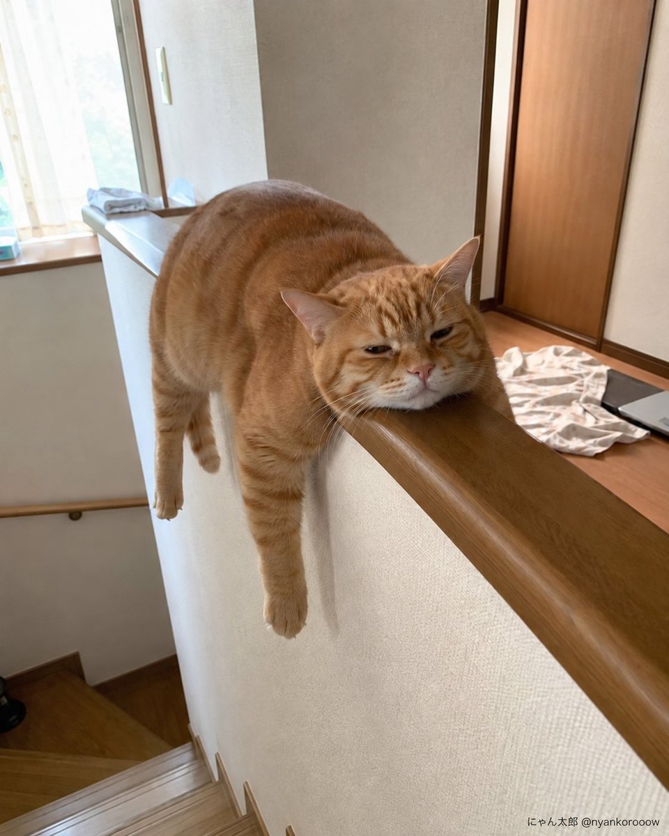 nyankorooow's tweet photo. 新作ポーズに対抗して、
こちら「干したての猫」です。 https://t.co/087lAWdVct