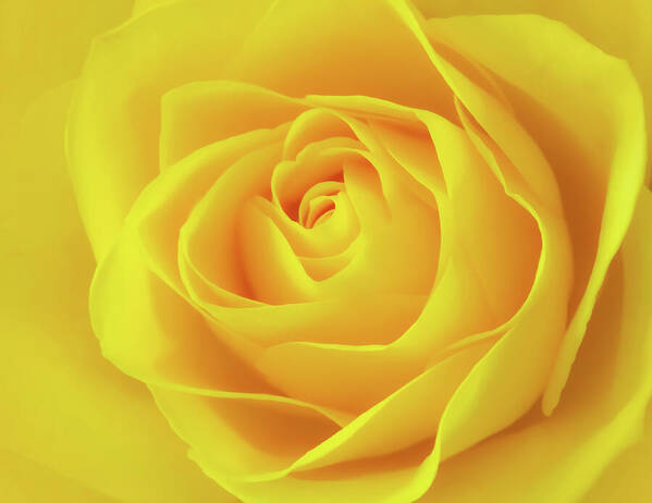 HurmerintaArt's tweet photo. A Wonderful Yellow Rose. Macro photography. Beautiful on wall art, puzzles and cards.
#rose #yellowrose #wallartforhome #puzzles #cards #giftidea https://t.co/G3NPNfF604 https://t.co/xg17yBG47w