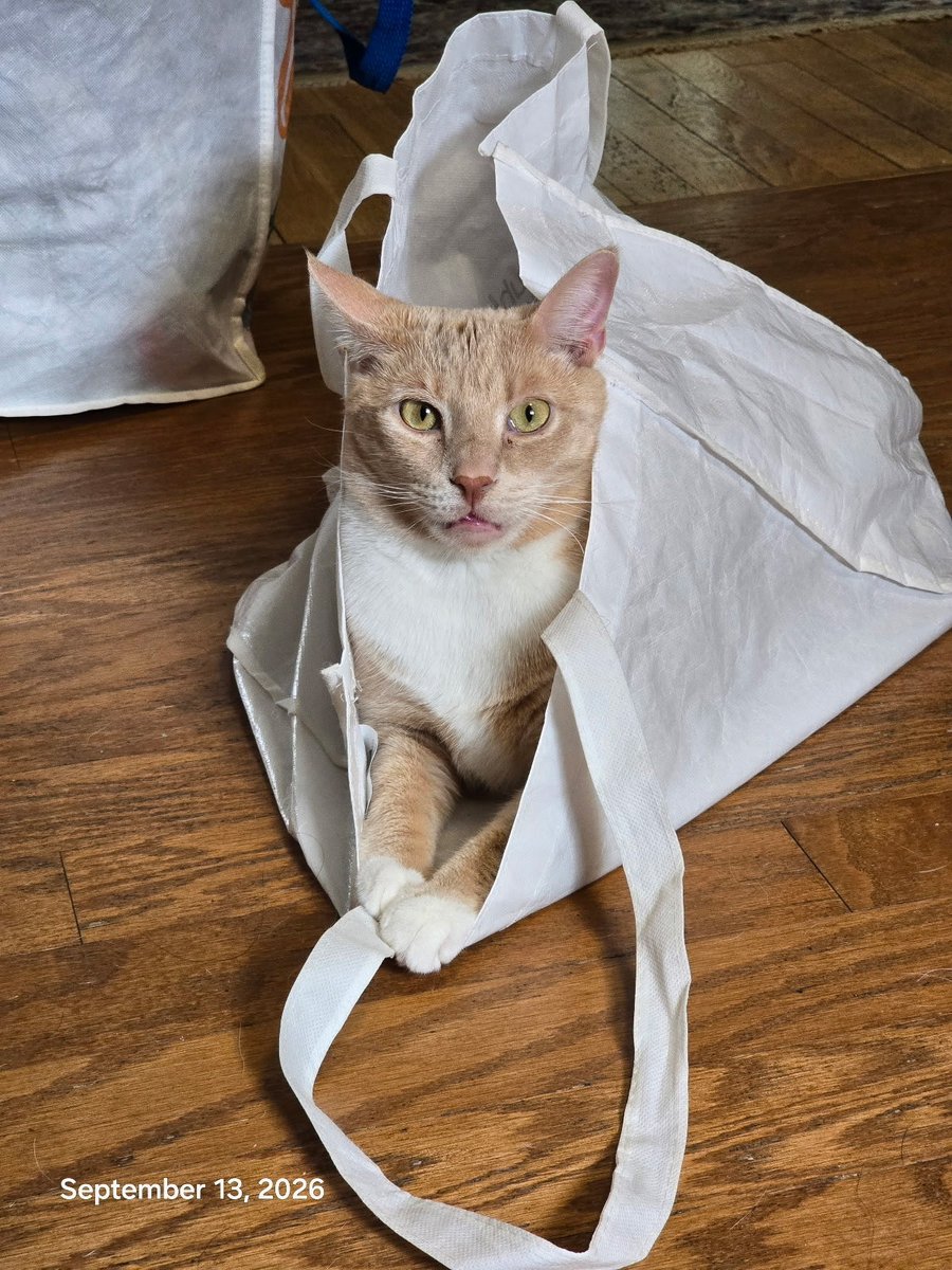 DrTraceyK's tweet photo. Hank the Helper Kitty is dedicated to unloading the groceries. Thanks Bubs. He is still in the bag. Ready for next week. ❤️🇺🇸🐈 #WorkingCats @YourCommissary https://t.co/yNLfqeRKSS