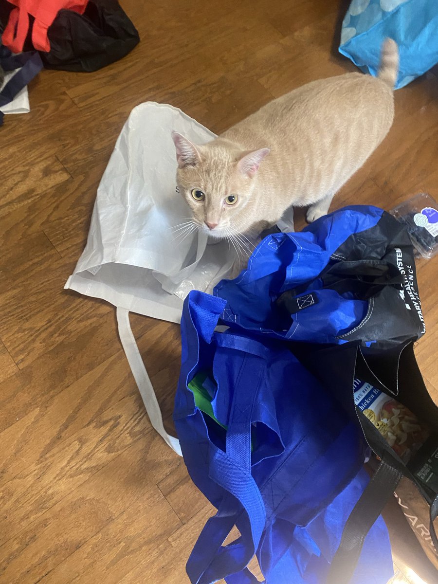 DrTraceyK's tweet photo. Hank the Helper Kitty is dedicated to unloading the groceries. Thanks Bubs. He is still in the bag. Ready for next week. ❤️🇺🇸🐈 #WorkingCats @YourCommissary https://t.co/yNLfqeRKSS