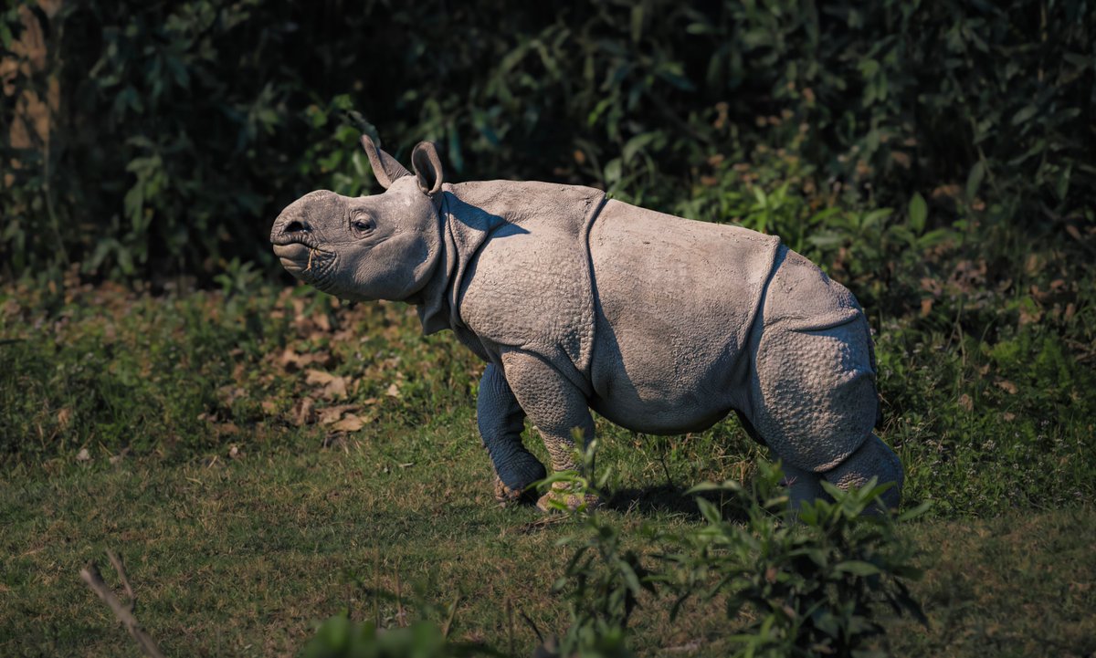 DeyMritunjoy99's tweet photo. Govt policies favour corporate interests, threatening indigenous communities in Karbi Anglong etc: The Sentinel 

Stop destroying elephant corridors to build five star resorts @CMOfficeAssam

#SaveKaziranga #SaveNortheast https://t.co/5NRbSPQwfo