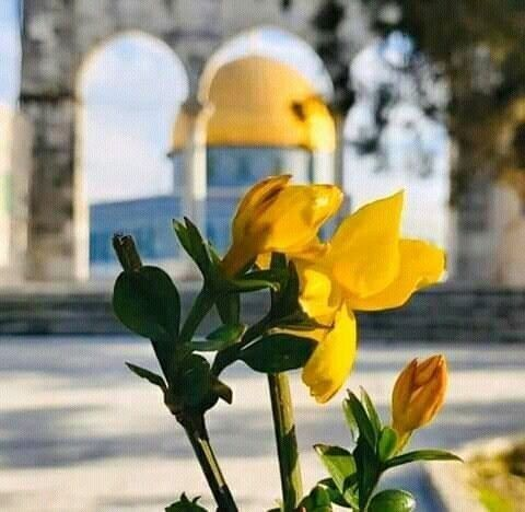 MahazainMaha's tweet photo. القدس عربية وستبقى 
وقصة صمود أهلها درس للعالم كله بالثبات 💪🇵🇸 
#القدس_لنا #مرابطون #فلسطين https://t.co/S1IhBNlZjz