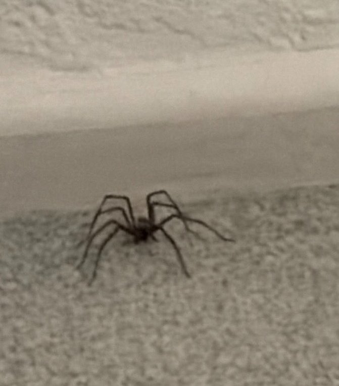 MorganBroadcast's tweet photo. Potential money-maker: An on-demand spider-catching service (which I could really do with right now) #GiantHouseSpider 🕷️ https://t.co/Q6xoSe5p5c