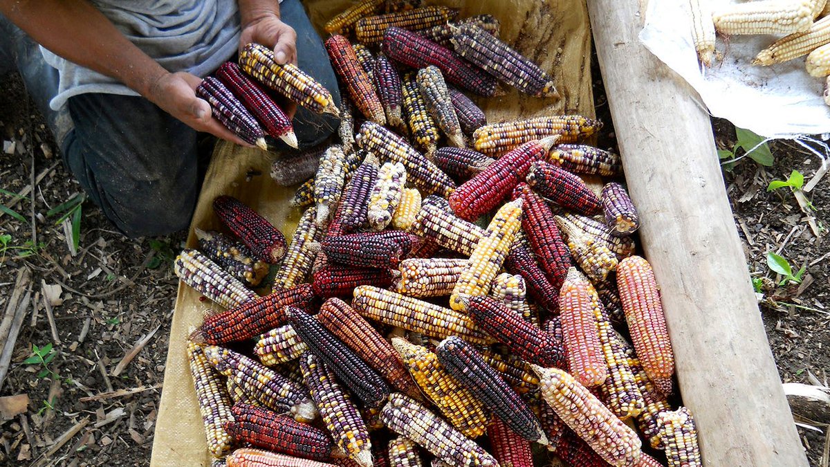 brettachapman's tweet photo. The first amazing feat of genetic engineering in history occured some 6000 years back when Native Americans in what is now southern Mexico created the species of crop known as maize or corn—a staple of the human diet today! https://t.co/AYaijXbNQO