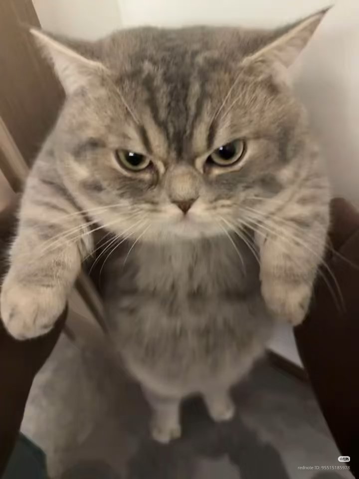 nocontextscats's tweet photo. 😡 https://t.co/ztfPDdGpKi