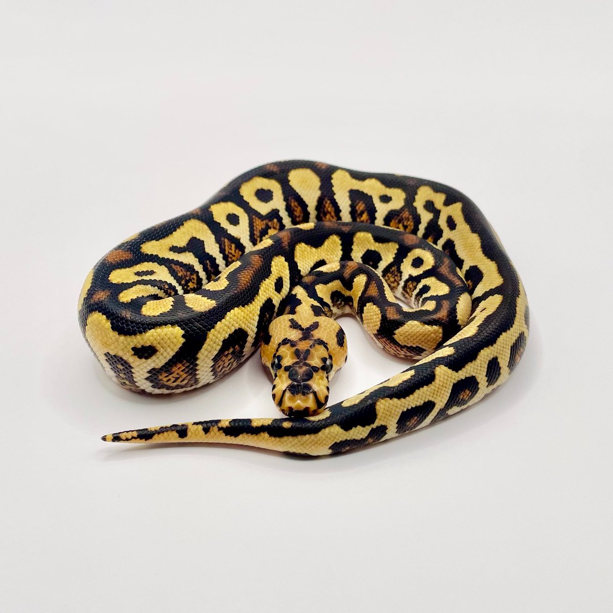 Nell_python tweet picture