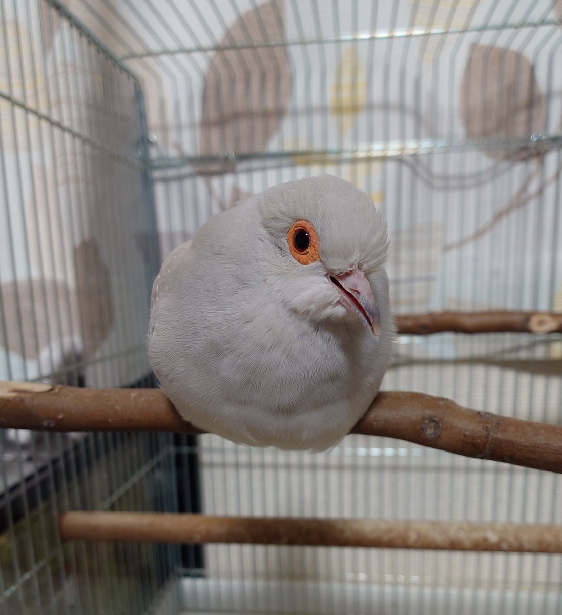 sashimi_hato's tweet photo. 笑ってるみたいな写真が偶然撮れた！
 #ウスユキバト https://t.co/xNJGOY3iOH