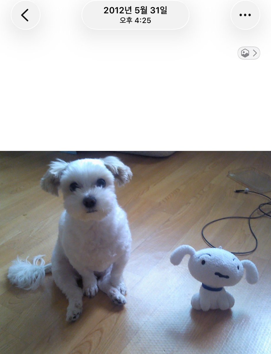 k_huchuu's tweet photo. 초딩때 공원에서 3-4일동안 혼자 돌아다니던 강쥐를 집으로 델꼬와 흰둥이라는 이름을 붙여줌 https://t.co/zhXPjGj2Na