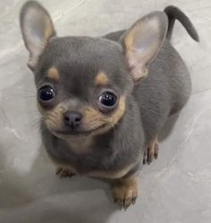 kim_skywalker's tweet photo. kamaitachi  eles  nunca  farao  eu  te  odiar  suas  musicas  sao  cringe  mas  eu  te  amo https://t.co/Ac6YJP0Gq2