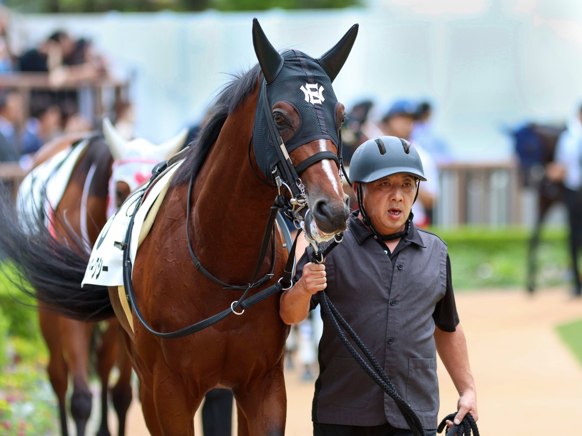 torinosu_noot's tweet photo. 2026.09.13
中山4R 3歳未勝利
ワインダークシー×田辺裕信騎手

"今日こそは"はハナ差の2着。
直線で抜け出す姿は勝ち馬の姿そのものでした。
本当に惜しかった。しかしこれも競馬ですね。
本当にナイスランだった👏
地方からの復活を待っています。

#ワインダークシー
#中館英二
#田辺裕信
#hirootc https://t.co/FQ266rCb4A