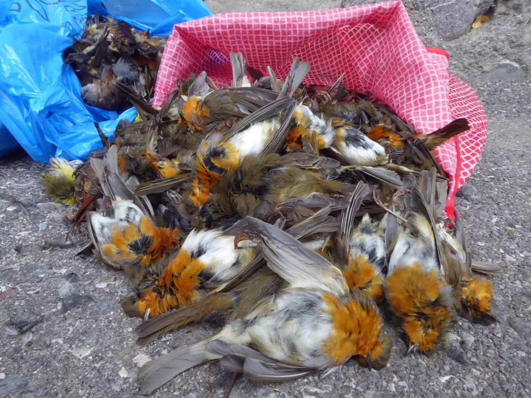 CABS_REPORTS's tweet photo. 🚨 Poachers near Lake Garda use illegal nets and snap traps to kill European Robins.

Our "Robin Rescuers" are launching two special anti-poaching missions this autumn, but we need €4,000 to cover field costs.

Donate below to support the mission! 👇

https://t.co/9CqLN0K0Yd https://t.co/VIeWUf1eSk