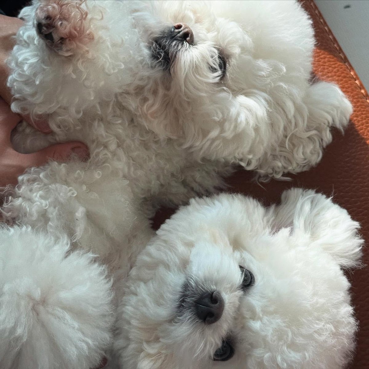 Mhingue's tweet photo. This little fluffball has a message for you: hi! https://t.co/dsa4vMxUTF