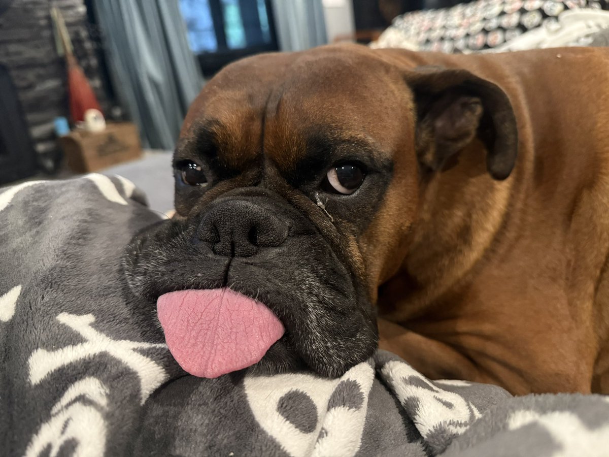 inntothenight's tweet photo. What’s up Zeus on this rainy Sunday?
#boxerpuppy #boxerdogs #boxerlife
#boxerlovers #boxersrock #boxersoftwitter #boxerdogsoftwitter #dogsoftwitter #dogsofx https://t.co/wa8n5Yuoyu