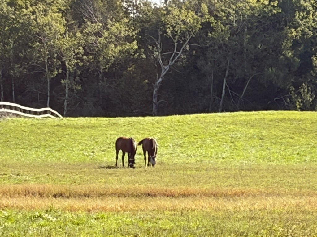 LusiAndAlbert's tweet photo. A beautiful moment between two good friends and relatives. Photo from Darlene. Thanks Dar. #MAGICALALBERT #MAGICALAOINE #TheBountyofIllusionist #herdfamily #homebreds #horselovers #Standardbredsrock https://t.co/ju9WbKve59