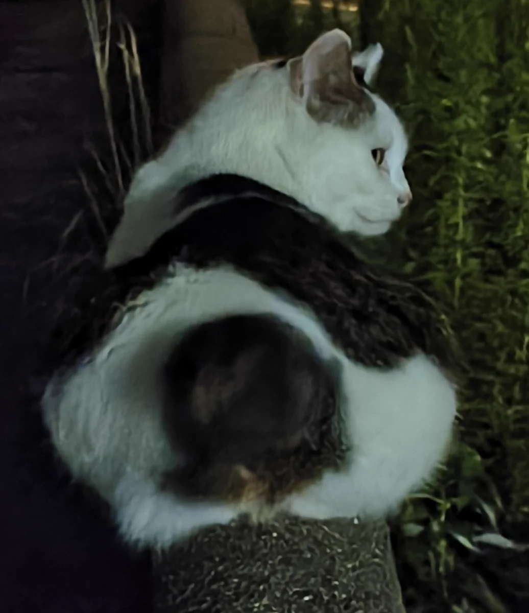 のらねこ珈琲 on X: 
