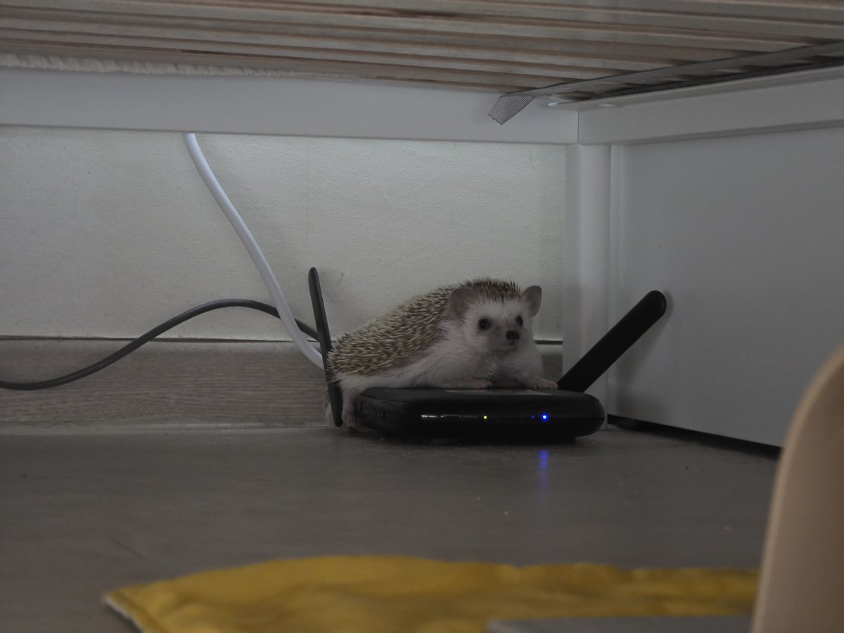 cabhedgehog's tweet photo. 삐리삐리. 나는 지구를 지배할 고슴도치의 황제, 꼬냑 폐하. 나를 숭배하라. https://t.co/KlMXqKmy3E
