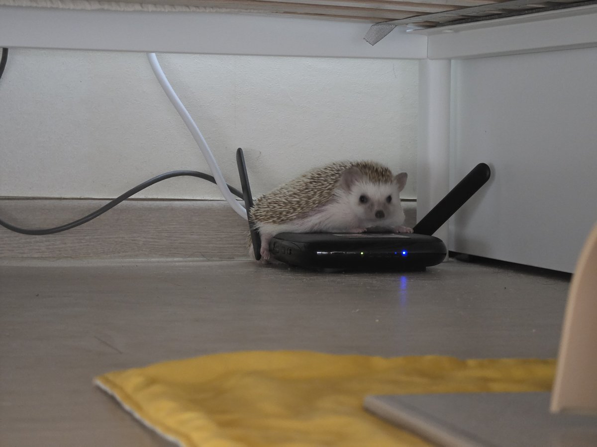 cabhedgehog's tweet photo. 삐리삐리. 나는 지구를 지배할 고슴도치의 황제, 꼬냑 폐하. 나를 숭배하라. https://t.co/KlMXqKmy3E