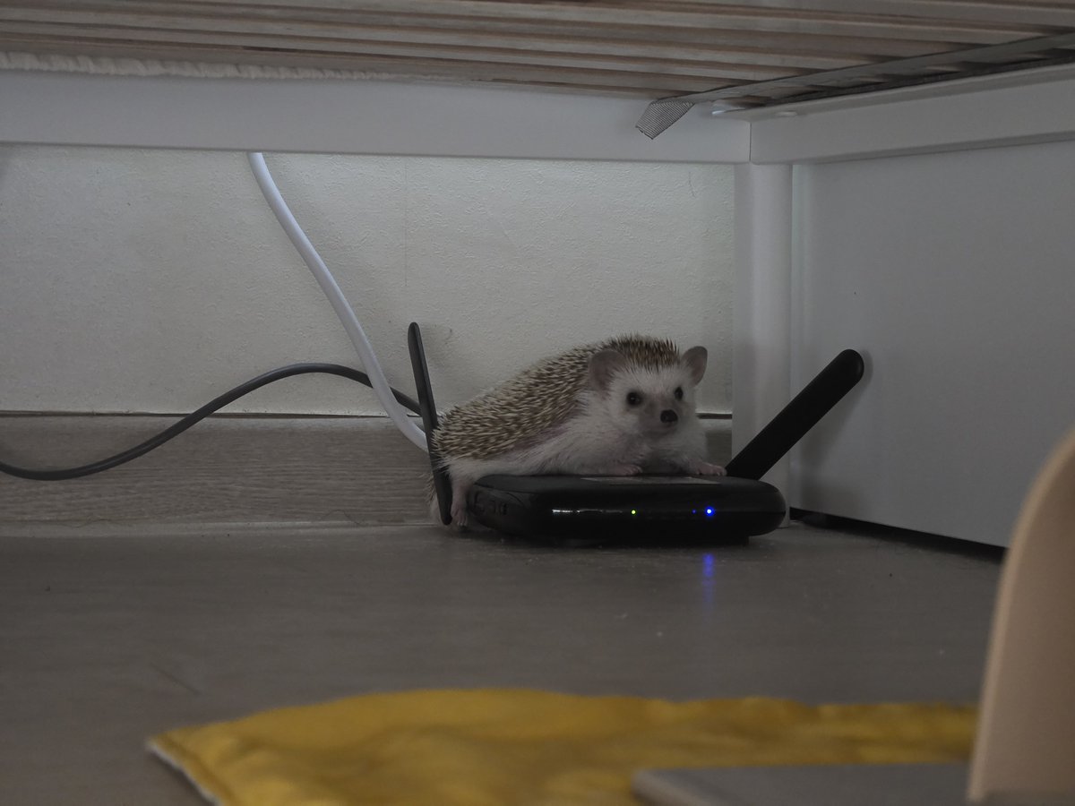 cabhedgehog's tweet photo. 삐리삐리. 나는 지구를 지배할 고슴도치의 황제, 꼬냑 폐하. 나를 숭배하라. https://t.co/KlMXqKmy3E