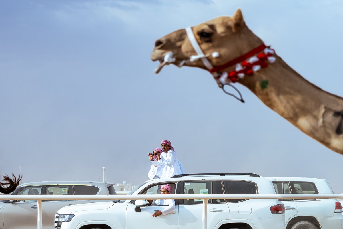 cpcfksa's tweet photo. أفراح وانتصارات في ختام منافسات #مهرجان_ولي_العهد_للهجن 2026 🐪 https://t.co/FJsstIce9H