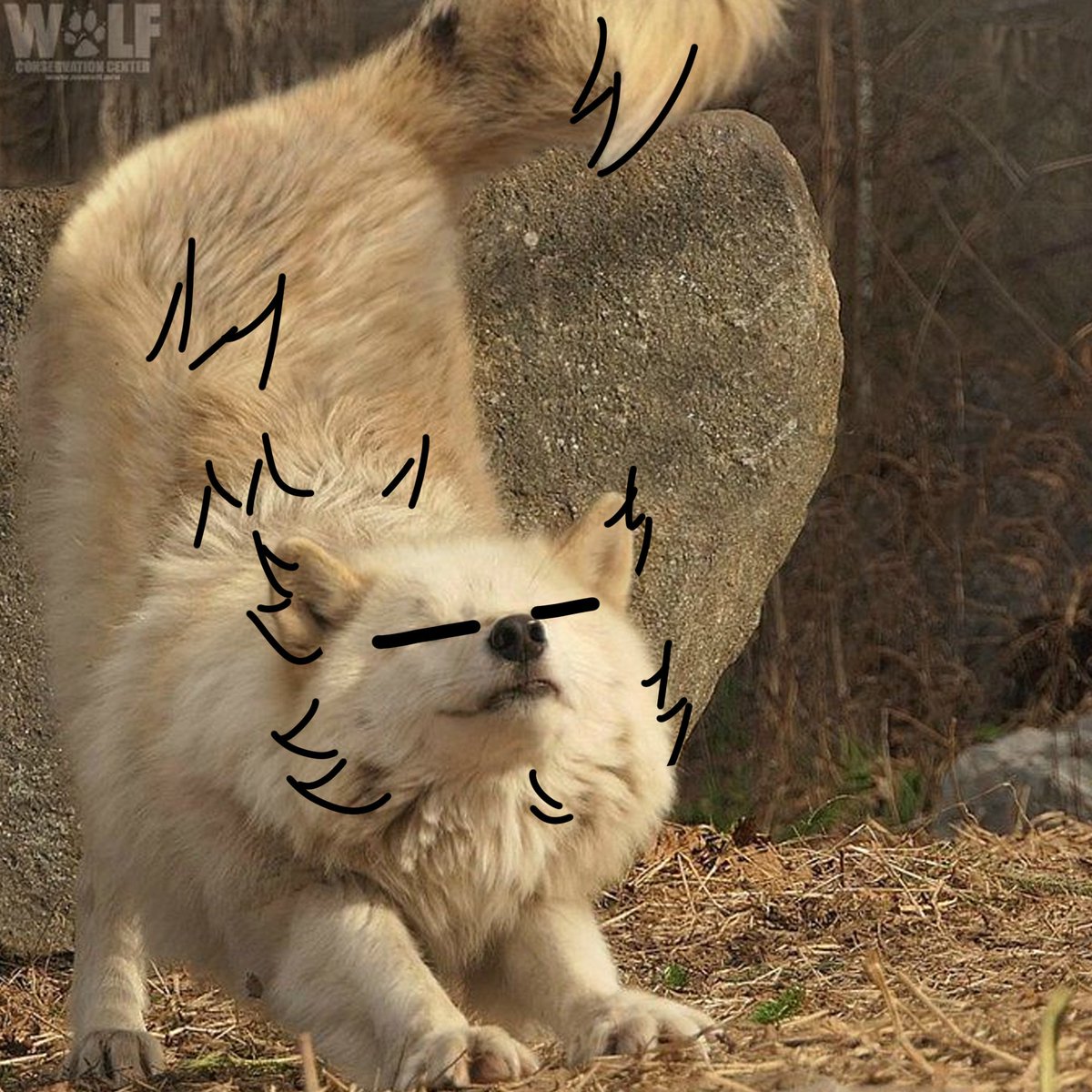 thecatidk's tweet photo. EEppy #wolf #animal #art https://t.co/kfnFbW1Hr7