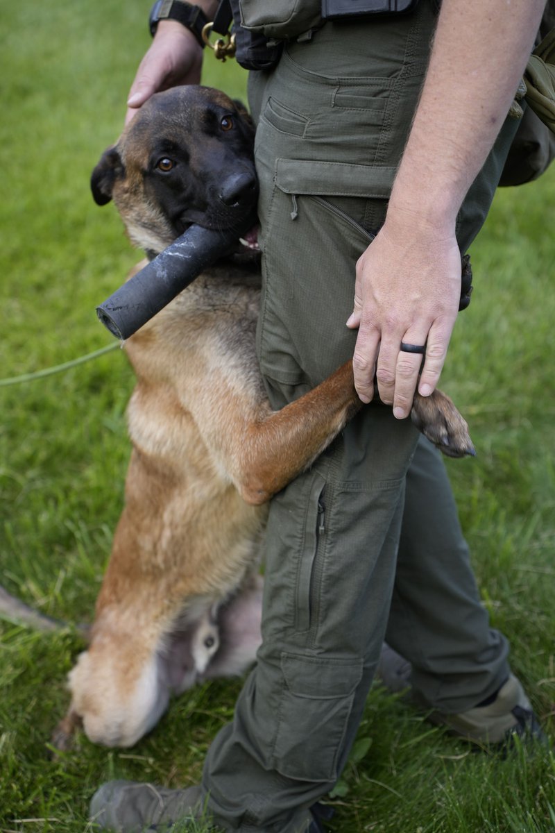 dcsheriff's tweet photo. K9 baseball cards 🐶💙 

We recently did a photoshoot to showcase our Douglas County Sheriff's Office K9s. Their posed and personality-filled photos are now on baseball cards our handlers are giving out at community events! #K9 #DouglasCounty https://t.co/7VqF7ExNtZ