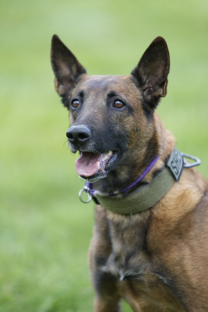dcsheriff's tweet photo. K9 baseball cards 🐶💙 

We recently did a photoshoot to showcase our Douglas County Sheriff's Office K9s. Their posed and personality-filled photos are now on baseball cards our handlers are giving out at community events! #K9 #DouglasCounty https://t.co/7VqF7ExNtZ
