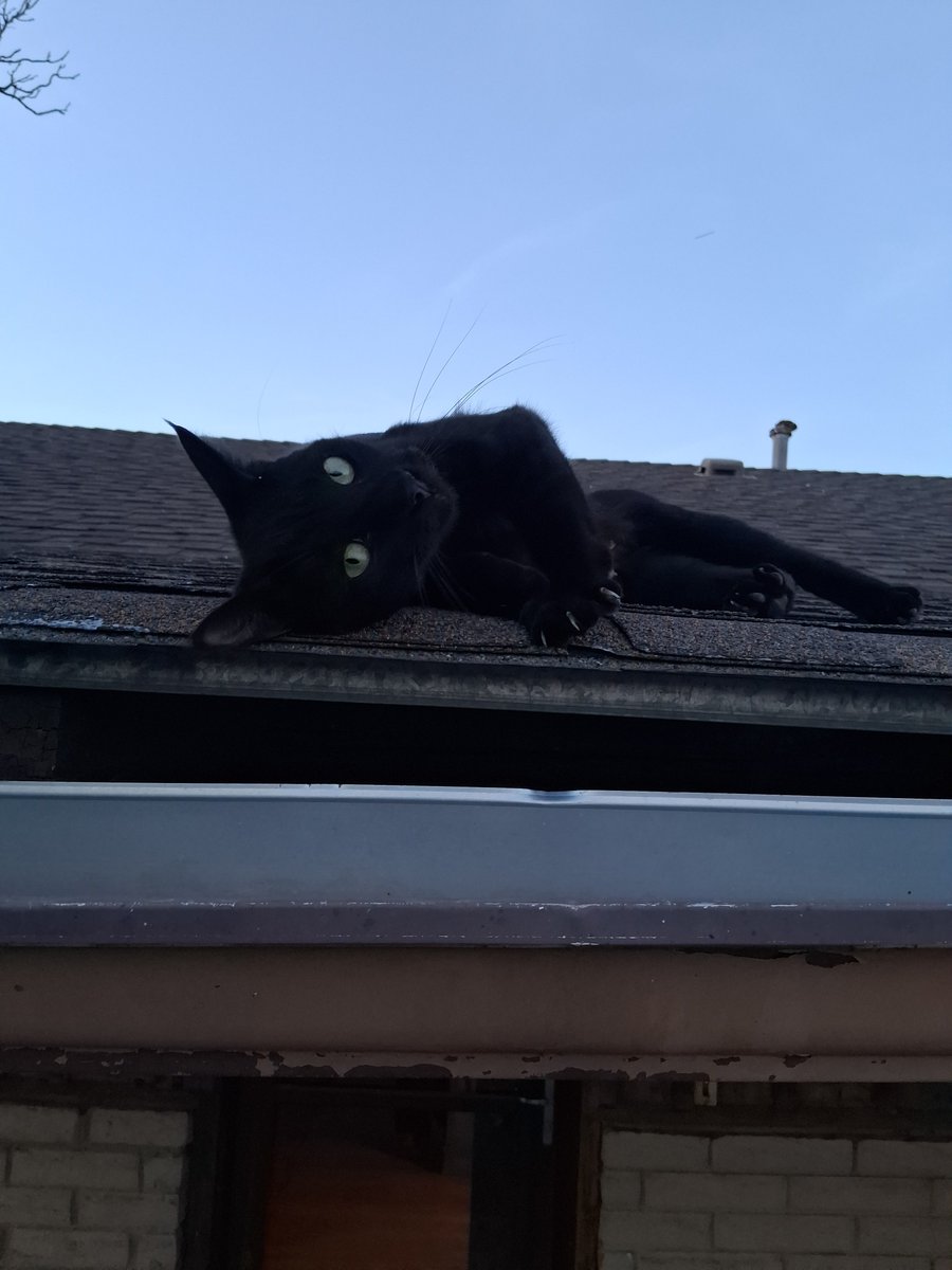 Jessica50361568's tweet photo. Roof ninja is protecting the house. #barncatchat https://t.co/eXPe1CvEsy