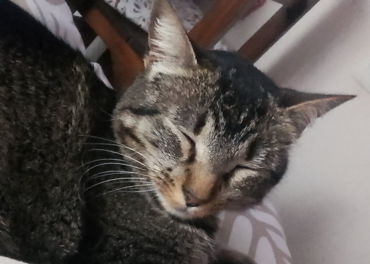 carlotta2877's tweet photo. Estoy segura q acá debe existir alguien q necesite la compañía de una gata hermosa,q esté planteándose adoptar, Pancha es la gata más mimosa y buena del mundo, esperando un hogar con amor, desparasitada y castrada 💕💕 https://t.co/aDA7BcwlFp