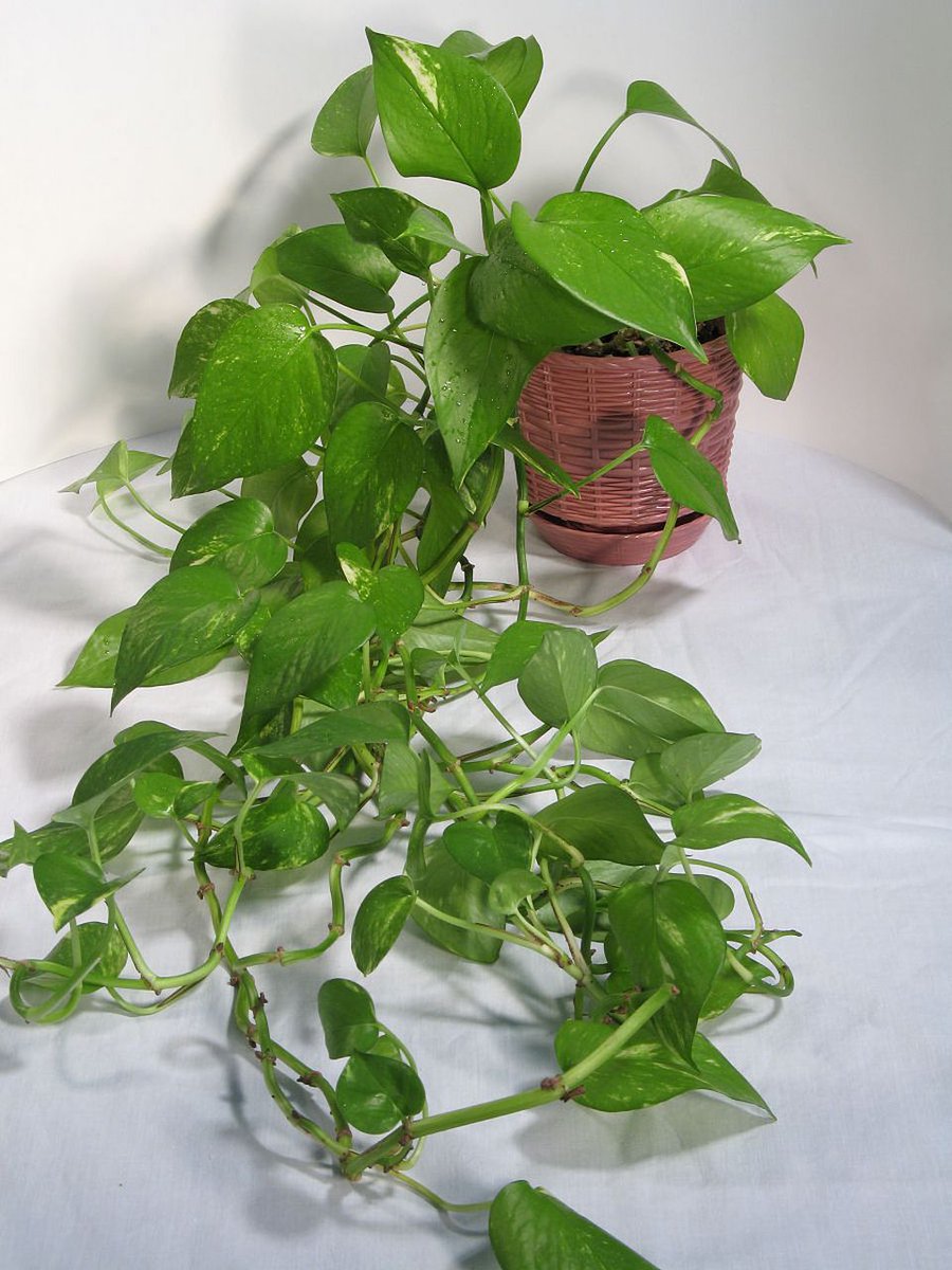 TariZebel's tweet photo. Pro tip for your pothos: Rotate it 1/4 turn weekly for even sun growth  No lopsided leaves, all lush u0026 full! https://t.co/q4ddVApG0g