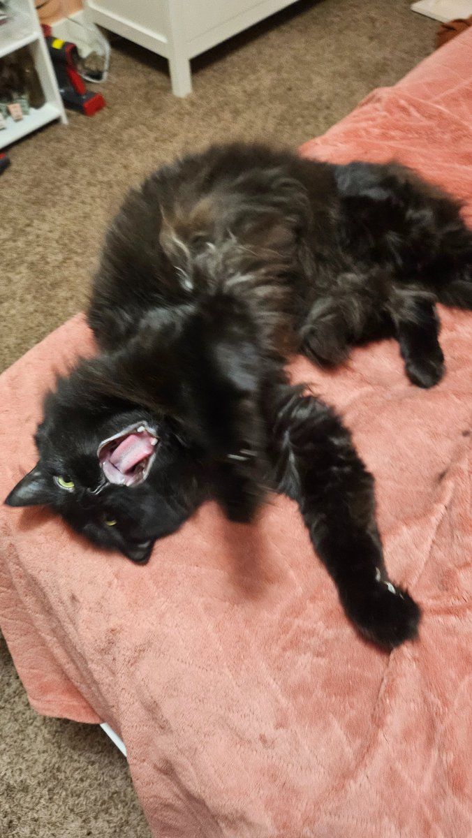 shimmerwolfarts's tweet photo. Gonna take a page out of Onishi-san's book and start doing a #DailyLoki, but with a lil fun fact about my floofy boy!
His new favorite spot, now that I've moved upstairs, is my bed!! I think because my bedroom door is open more often, he likes going in there to chill! https://t.co/VR5XUfUS2J