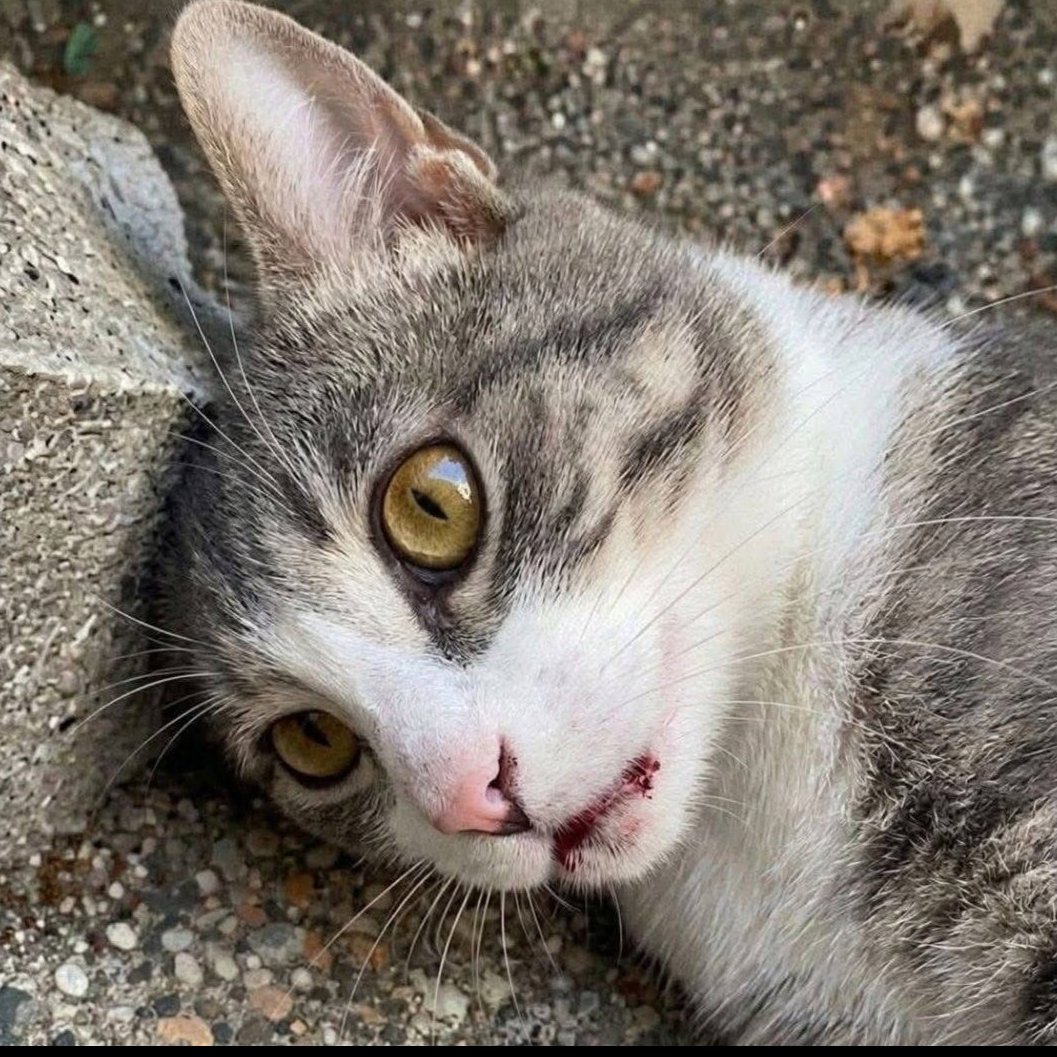 meneymn's tweet photo. Saatlerce dövüldüm, işkence gördüm, istismar edilerek Katledildim. Bunu bana yapanlar şimdi elini kolunu sallayarak geziyor.. Lütfen Beni Unutmayın.. https://t.co/olqywMgr5V
