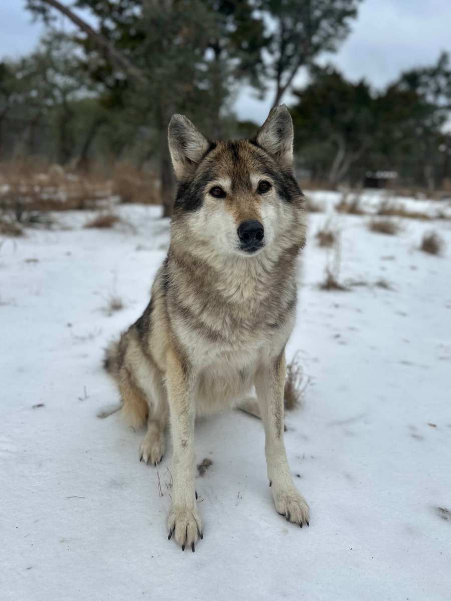 AlveusSanctuary's tweet photo. As many of you know, our beloved wolfdog Awa was recently diagnosed with an aggressive cancer. Over the past week, we have been carefully monitoring her quality of life from home. We wanted to let everyone know that we have decided as a team to say goodbye to Awa tomorrow afternoon. 

Awa is 12 years old and has been with us at Alveus for 2 years. In that short time, she has taught millions of people around the world and she has carved out a space in the hearts of all of our team here at home. We are all so grateful to know and love such a special girl.

Awa will be on our livecams until tomorrow morning for those of you who would like to say goodbye. Thank you for loving her and for giving us the opportunity to be her home.❤️