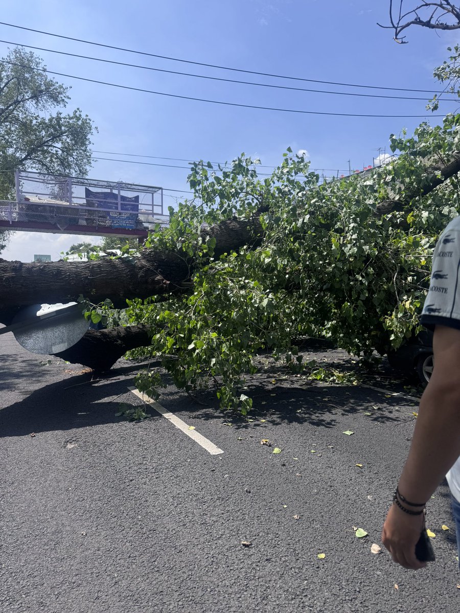 pedronavarrey's tweet photo. Extremen precauciones árbol caído en viaducto a la altura de eje central autos afectados @SSC_CDMX https://t.co/JA0ntANDxE