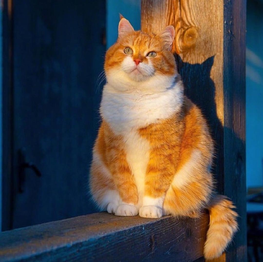 WilmaKissick's tweet photo. Nothing beats a cozy evening in with my fluffy fur buddy—soft snuggles, quiet purrs, and zero plans needed. https://t.co/muq9q2ReFn