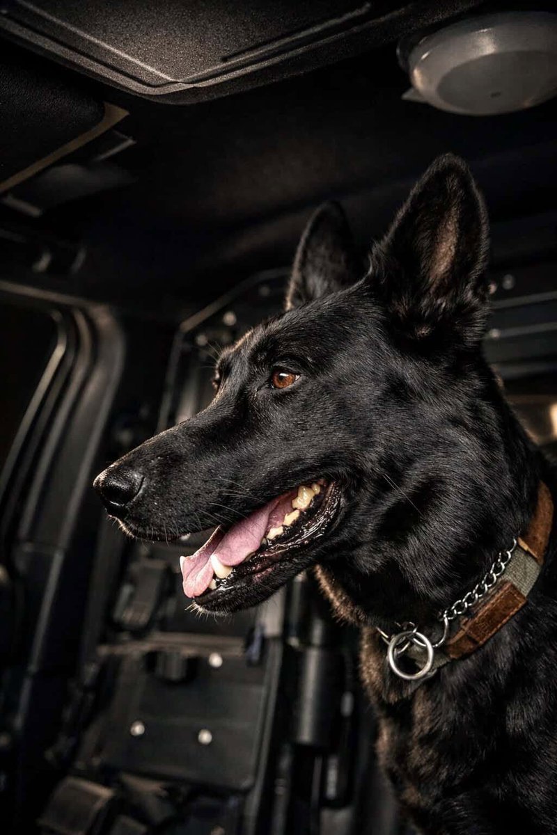 VIK9s's tweet photo. K9 Ado of the West Haven PD helped Officers safely apprehend a combative suspect on I-95, taking a bite in the process. 8 years of training kept him engaged &amp; the Officers safe. Ado is doing okay &amp; did not sustain any injuries. Support K9 heroes (see link in bio).

#K9Ado #VIK9s https://t.co/1nYjZ4W9B9