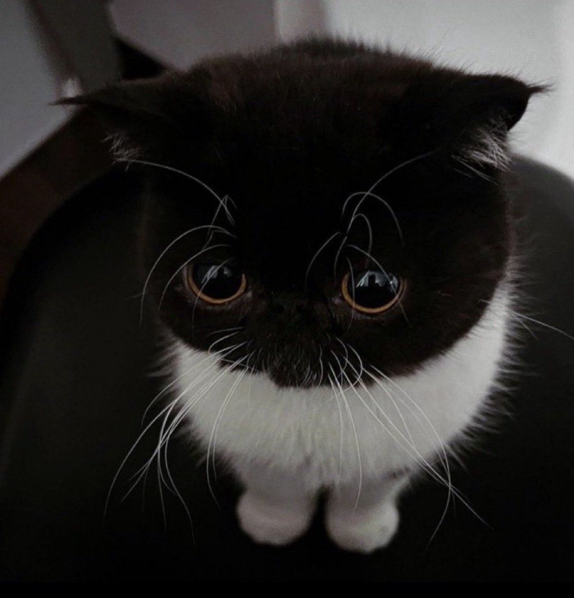 animal_kyawa_'s tweet photo. おちょぼ口になってる猫さん
可愛すぎる https://t.co/5RLlnNqjI3