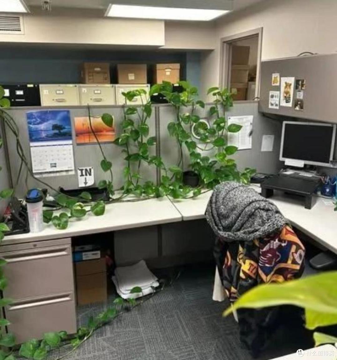 fishh122001's tweet photo. My desk plant finally outgrew its pot today—turns out "water it occasionally" translates to "it’s gonna take over my keyboard". Work from jungle vibes activated. https://t.co/Pq4GSN0r53