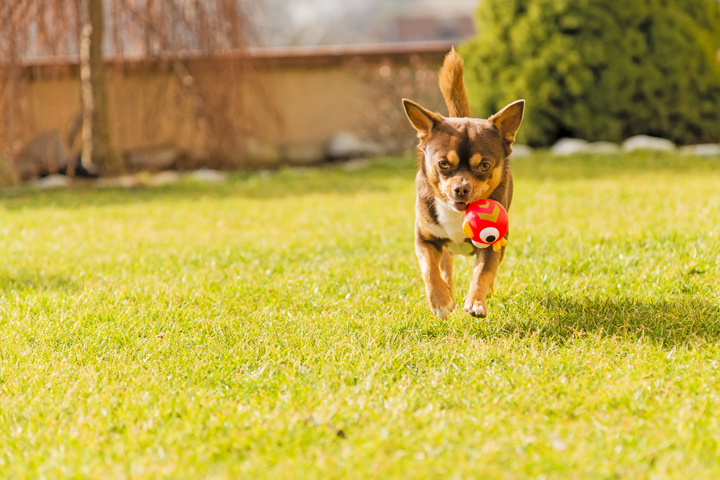creak459401's tweet photo. [Luna, my rescue puppy, just hit 6 months old today! Watching her go from a wobbly little ball of fur to zooming around the park like a tiny tornado is the sweetest win ever.  Here’s to all the silly stages ahead!] https://t.co/32q7MC4DSx