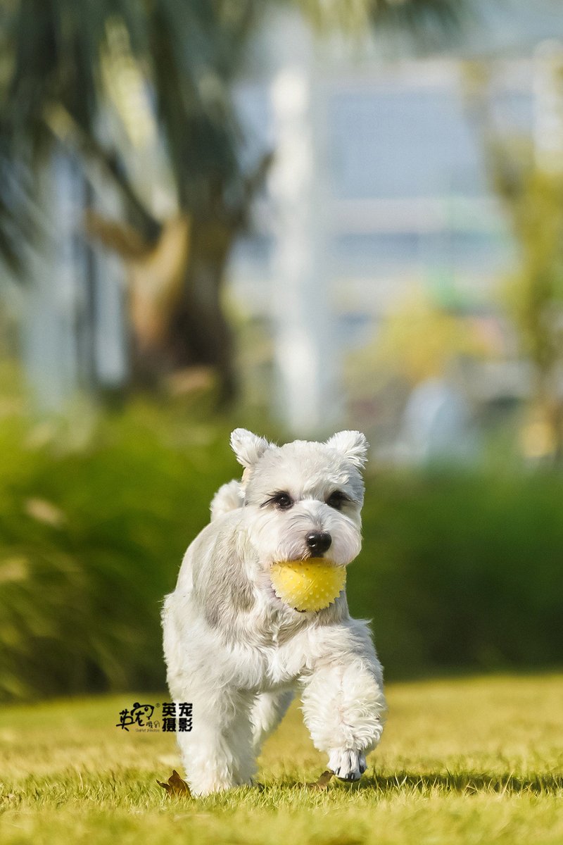 ameln648712's tweet photo. My little pup learned to fetch his favorite tennis ball today — growing up way too fast, my heart’s full ， https://t.co/MfOAzT2a1Q