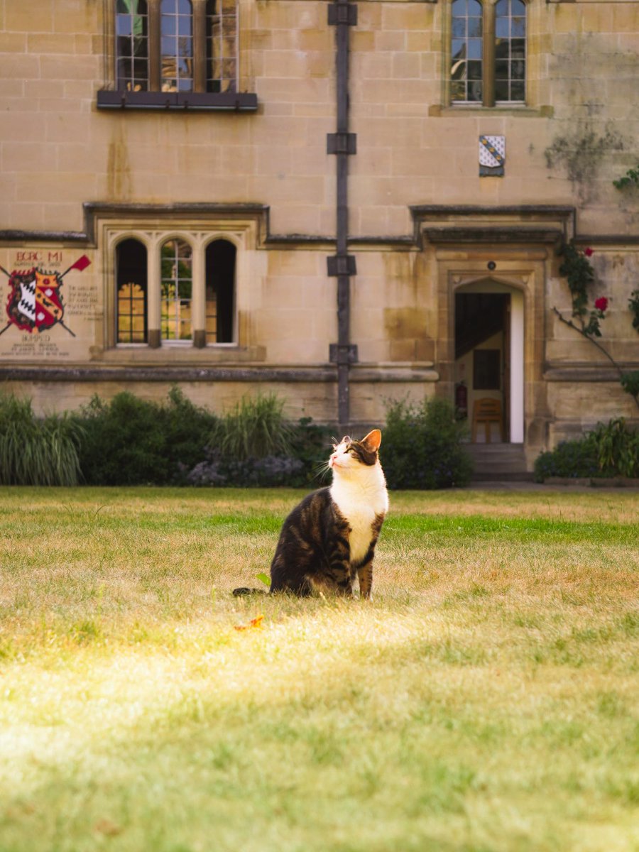 Walter, Exeter College’s black-and-white cat, sits on a stone path beside a flower bed in the college grounds, looking off to the side.